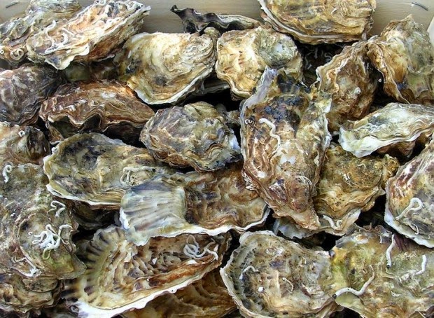 Hàu Thái Bình Dương nguyên con